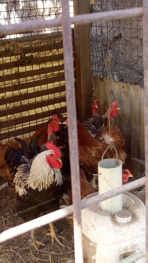 サンタナ Casa Reizinhoヴィラ エクステリア 写真